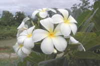 Frangipani flowers in our garden