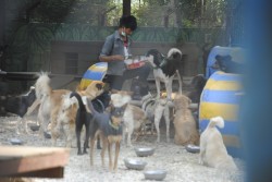 the helpers give the medicine in a spoon with some canned dogfood. This works so well.