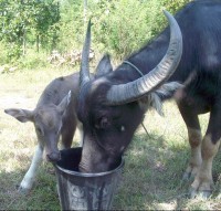 BABY BUFF (right) and BENZ (left)