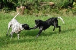 Our happy dog companions Freckles (left) and Ada (right)