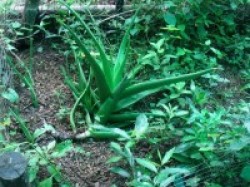 Ever seen such a big Aloe Vera?