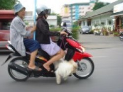 This is Thailand... have a good look how that dog is transported!